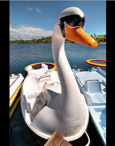 bird on lake boat